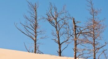 Are you on a path into a process wilderness? (Part II)
